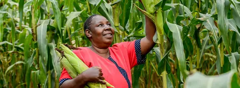 Image of woman picking corn in a cornfield